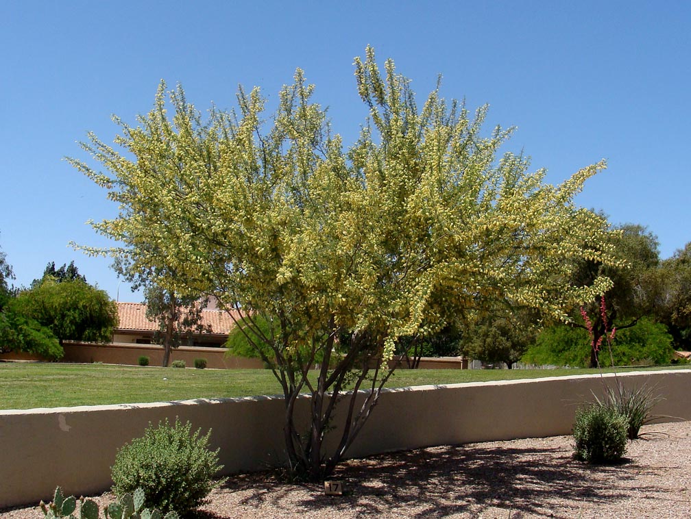 Catclaw Acacia